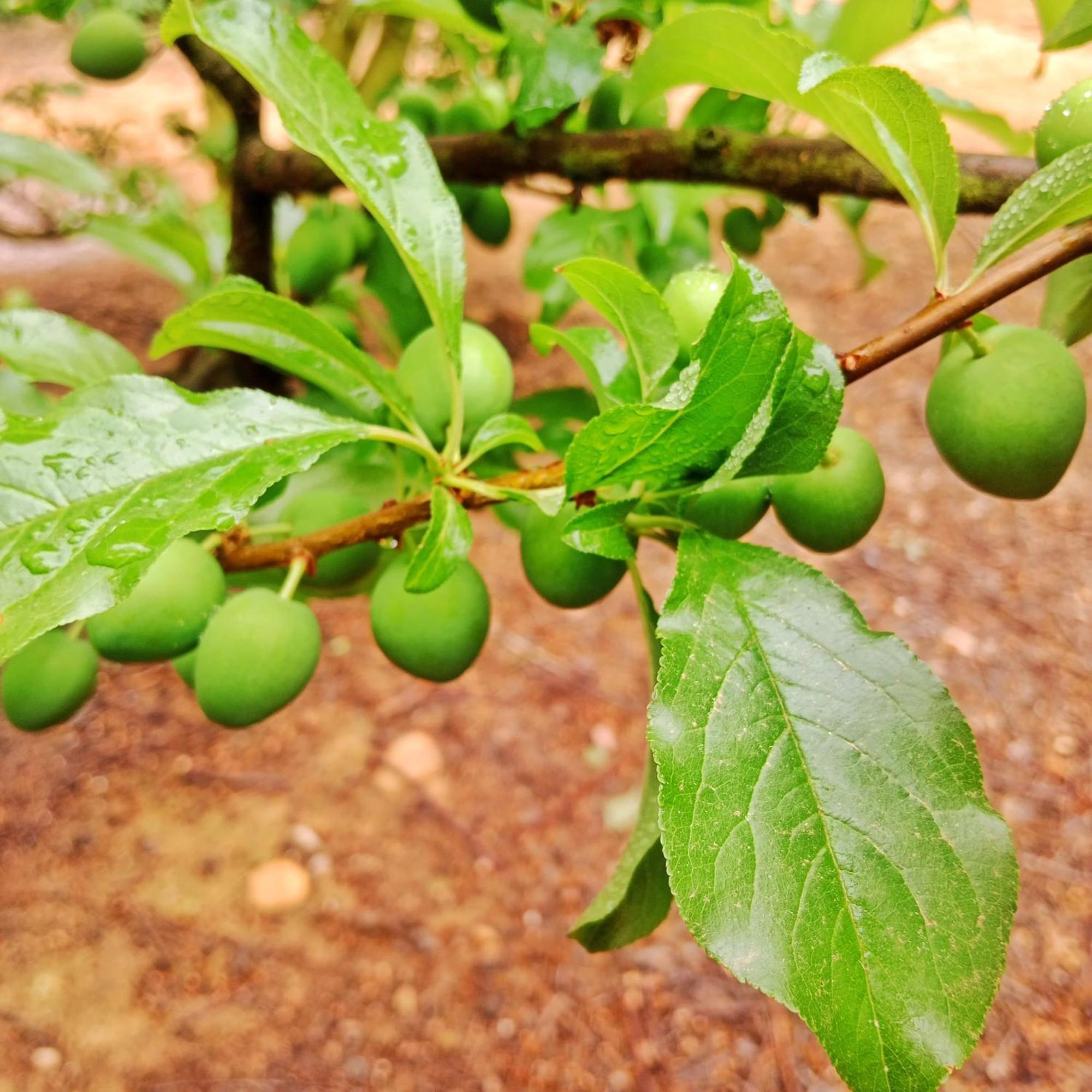 Cabernet Cottage Be Still And Know Franschhoek Ngoại thất bức ảnh